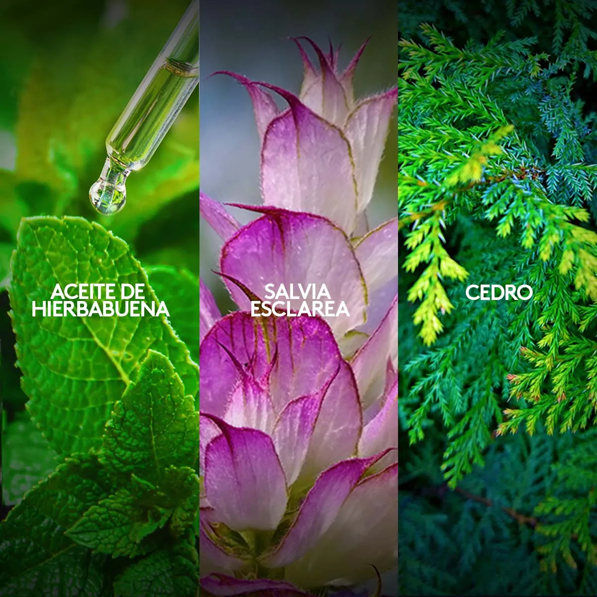 Perfume Winner Sports 100 ml